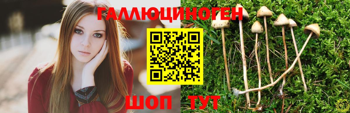 Псилоцибиновые грибы GOLDEN TEACHER Керчь